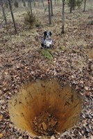 Plant and Tree Relocation - 1: 