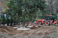 Plant and Tree Relocation - 3: 