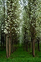 Plant and Tree Relocation - 4: 