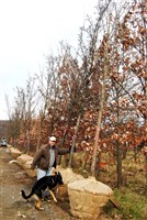 Plant and Tree Relocation - 5: 