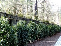 Borders and Buffer Projects - 8: 