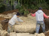 Plant and Tree Relocation - 6: 