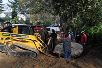 Plant and Tree Relocation - 7: 