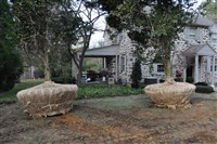 Plant and Tree Relocation - 8: 