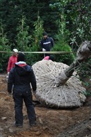 Plant and Tree Relocation - 11: 