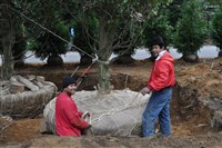 Plant and Tree Relocation - 13: 