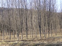 Plant and Tree Relocation - 14: 